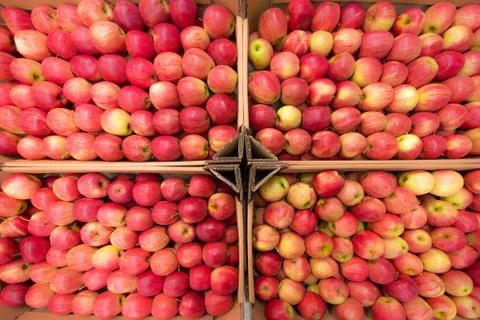 Beautiful appetizing fruit red background with red apples in a cardboard box Stock Photos