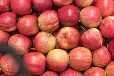 Beautiful appetizing fruit red background with red apples in a cardboard box Stock Photos