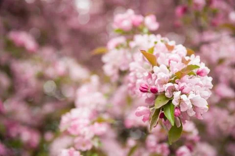 Beautiful apple flowers on tree in spring. Apple tree blossom. Stock Photos