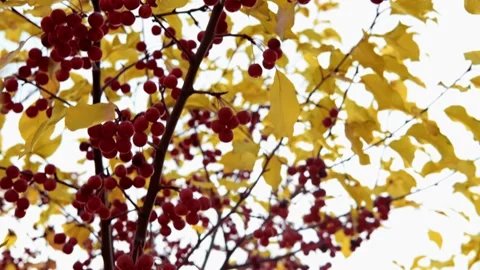 Beautiful apple tree berry with red berries and golden leaves close-up. Autumn Stock-Footage 197234717
