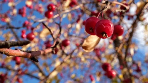 Beautiful apple tree berry with red berries and golden leaves close-up. Autumn Stock Footage 253587985