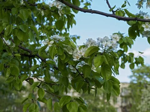 Beautiful apple tree in bloom. Close up of apple blossom. City park on a spri Stock Photos