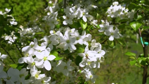 Beautiful apple tree in bloom with white flowers. Stock Footage 161462260
