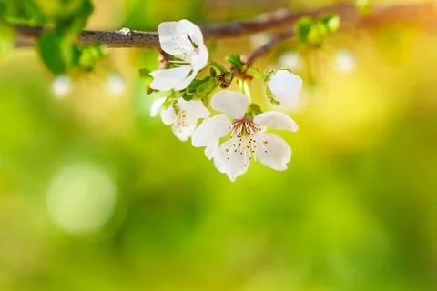 Beautiful apple tree blooming Stock Photos