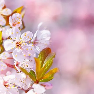 Beautiful apple tree blooming Stock Photos