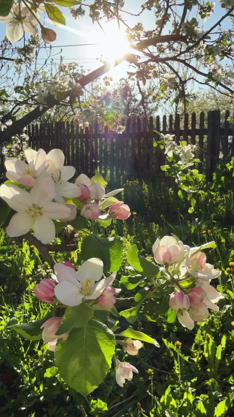 Beautiful apple tree blossoming during spring sunny day Stock Footage 324599179