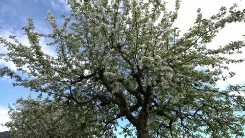Beautiful Apple Tree Blossoming in Spring. Flowers on Tree Stock Footage 198105335