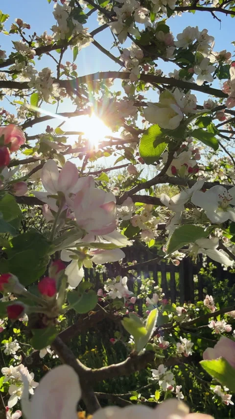 Beautiful apple tree blossoming in spring garden Stock Footage 324598918