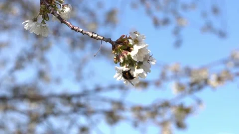 Beautiful Apple Tree Blossoms in Spring on Sunny Day. Apple Tree Flowers Stock Footage 198104930