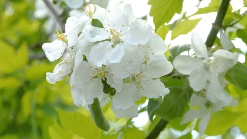 Beautiful apple tree branch. Close-up Stock Footage 114161001