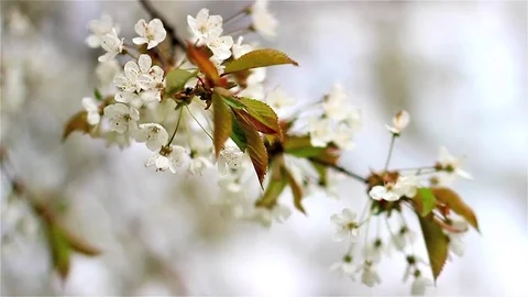 Beautiful apple tree branch. Flowers of the apple blossoms on a spring day. 스톡 동영상 71659611
