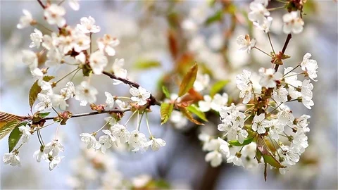 Beautiful apple tree branch. Flowers of the apple blossoms on a spring day. Stock Footage