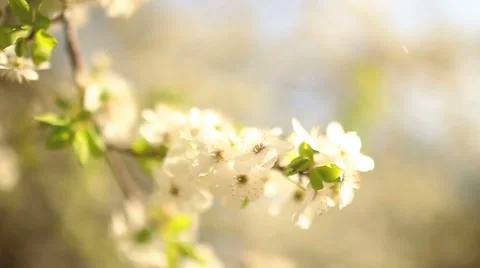 Beautiful apple tree branch Видео 50011989