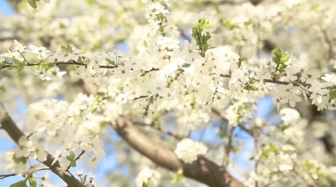 Beautiful apple tree branch 库存影片 50012247
