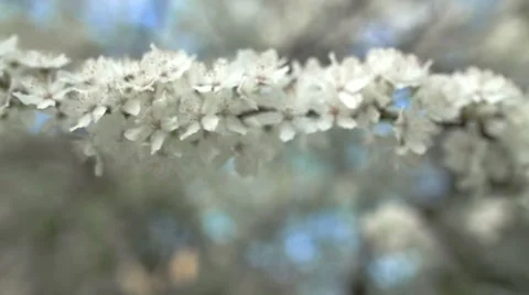 Beautiful apple tree branch Stockbeeldmateriaal 50013626