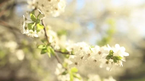 Beautiful apple tree branch Stock Footage 50219042