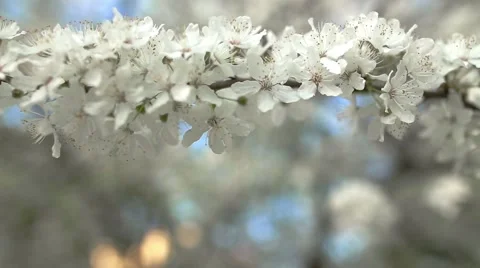 Beautiful apple tree branch Stock Footage 50998467