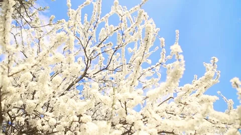 Beautiful apple tree branch Vídeo Stock 52434505