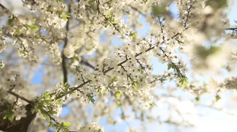 Beautiful apple tree branch Видео 52435940
