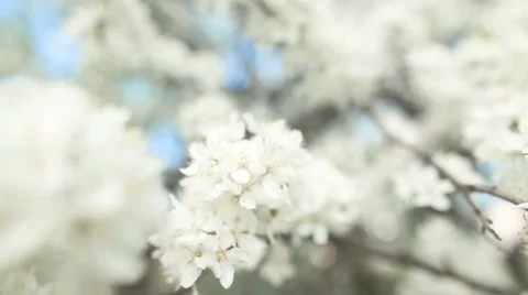 Beautiful apple tree branch Stockbeeldmateriaal 56435545