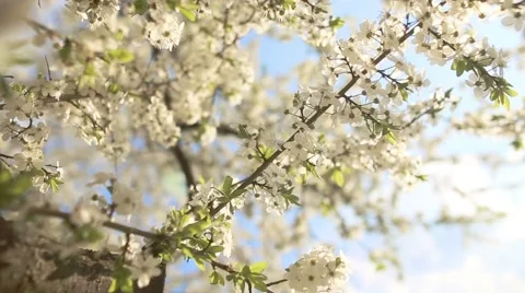 Beautiful apple tree branch Vídeo Stock 56750953