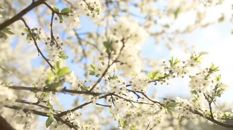 Beautiful apple tree branch Stockbeeldmateriaal 56751125