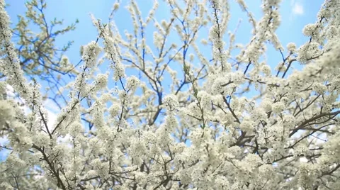 Beautiful apple tree branch Stock Footage 56892624