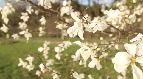 Beautiful apple tree branch 스톡 동영상 56899512