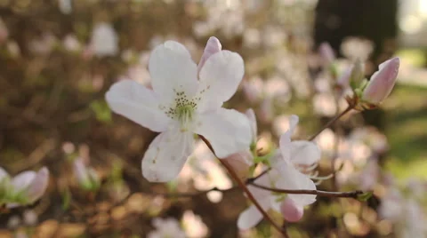 Beautiful apple tree branch 스톡 동영상 57103815