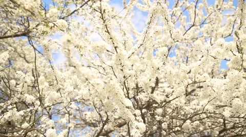Beautiful apple tree branch Stockbeeldmateriaal 57136665