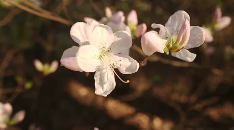 Beautiful apple tree branch Stockbeeldmateriaal 57227507