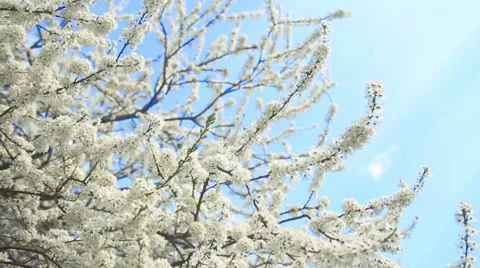 Beautiful apple tree branch 스톡 동영상 57231771