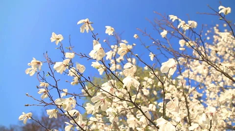 Beautiful apple tree branch Stockbeeldmateriaal 58565208