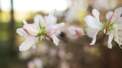 Beautiful apple tree branch Видео 58635609