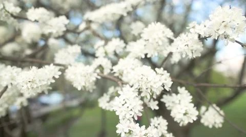 Beautiful apple tree branch Vídeo Stock 58785050