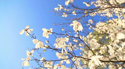 Beautiful apple tree branch Видео 61164321