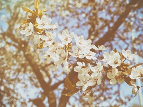 Beautiful apple tree branch Stock Photos