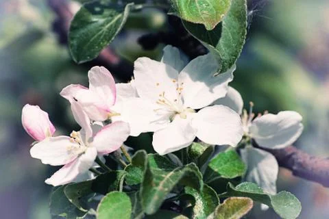 Beautiful apple tree flower in spring Stock Photos