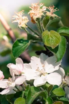 Beautiful apple tree flower in spring Stock Photos