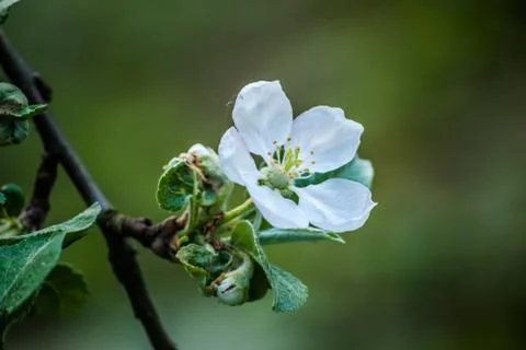 Beautiful apple tree flower in spring Stock-Fotos