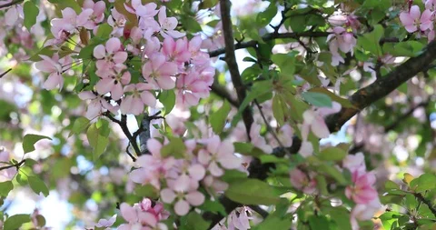 Beautiful apple tree flowers blooming Stock Footage 103642003