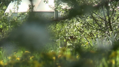 Beautiful apple tree flowers changing focus video Stock Footage 87492787