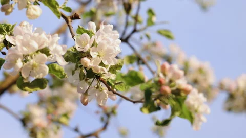 Beautiful apple tree flowers in spring. Blossom apple white flower tree on Stock Footage 194441874