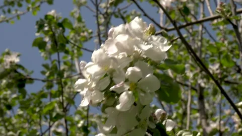 Beautiful apple tree flowers in spring. Sunny day, blooming apple trees on a Stock Footage 220827327