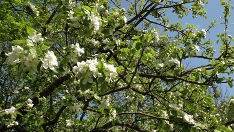 Beautiful apple tree flowers in spring. Sunny day, blooming apple trees on a Stock Footage 220827378