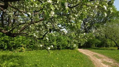 Beautiful apple tree flowers in spring. Sunny day, blooming apple trees on a Stock Footage 220827402