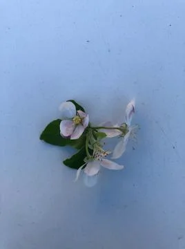 Beautiful apple tree flowers on a withe background. Stock Photos