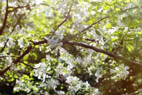 Beautiful apple tree Stock Photos