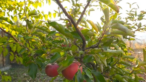 Beautiful apple tree. Red apples. Bright sun rays Stock Footage 97280182