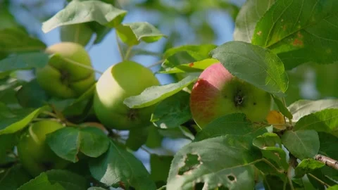 Beautiful apple on tree. Ripe apples on tree in garden. Ripe apple on tree Stock Footage 307611857